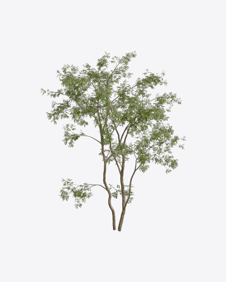Young Acacia Tree