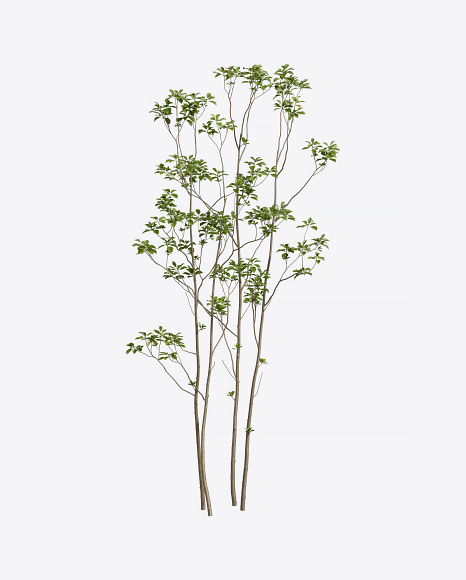 Southern Tree
