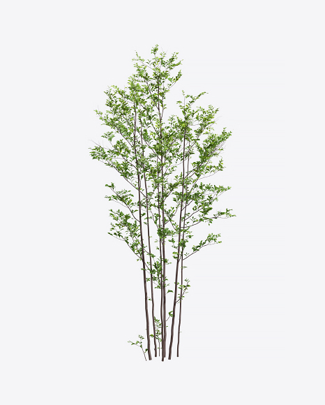 Young Poplar Tree