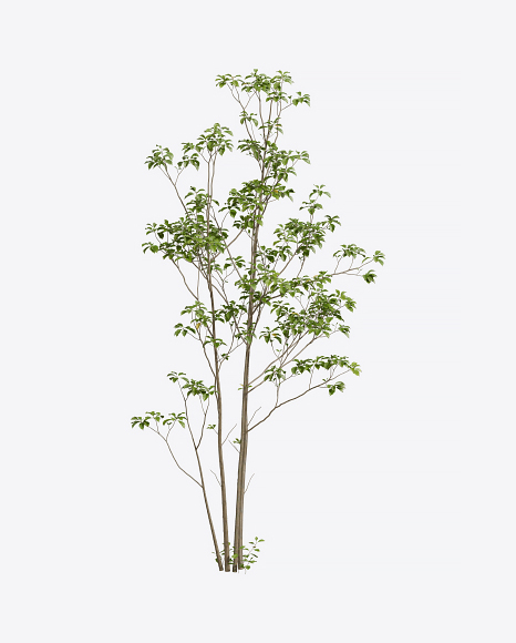 Southern Tree