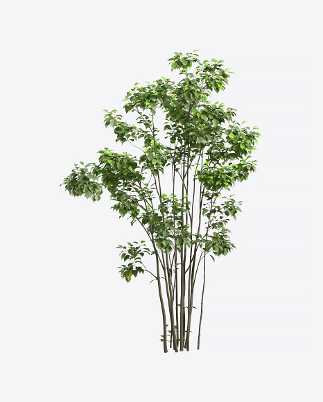 Young Hazel Tree