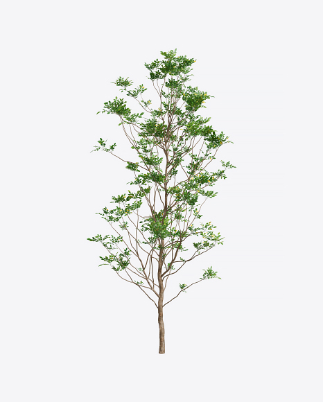 Southern Tree
