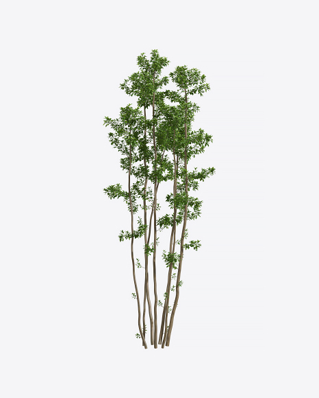 Young Celtis Tree