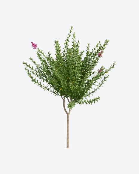 Myrtle Tree