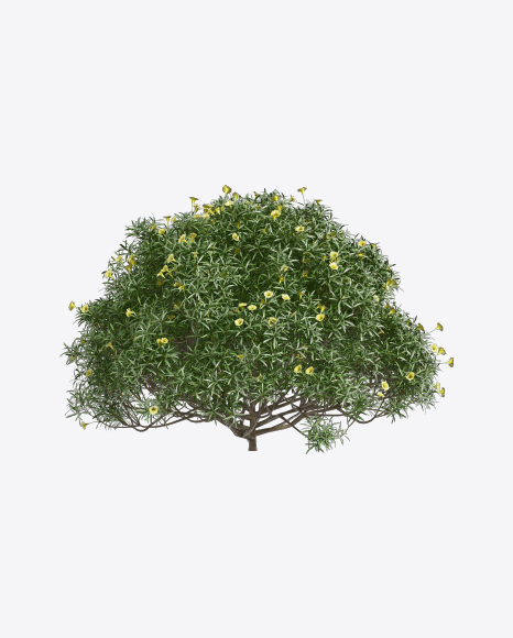 Tevetia Tree
