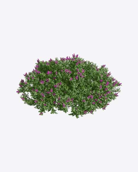 Lilac Tree