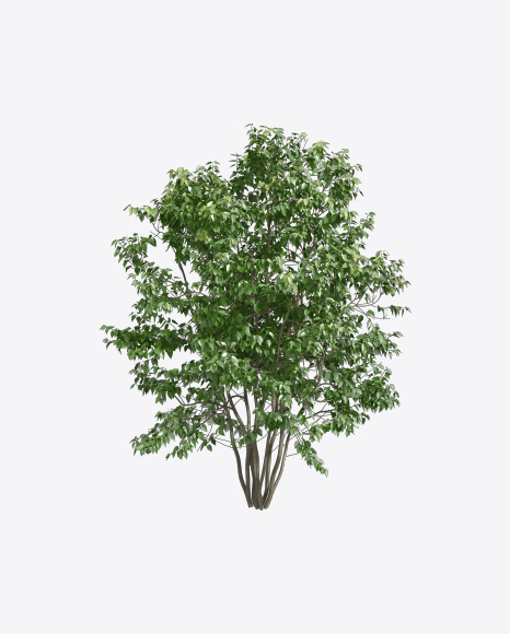 Lilac Tree