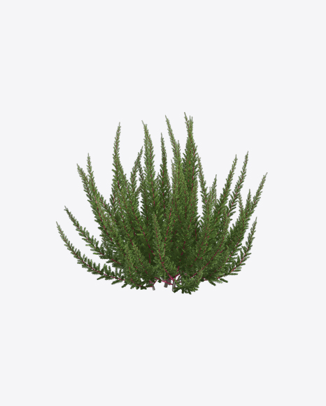 Heather Plant