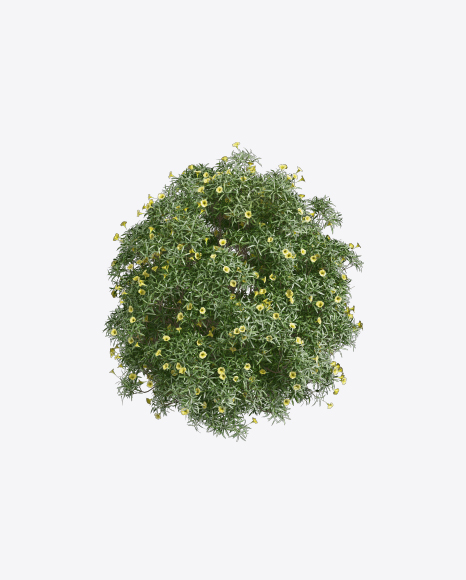 Tevetia Tree