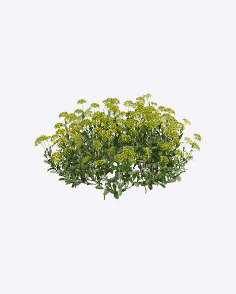 Buplerum Plant