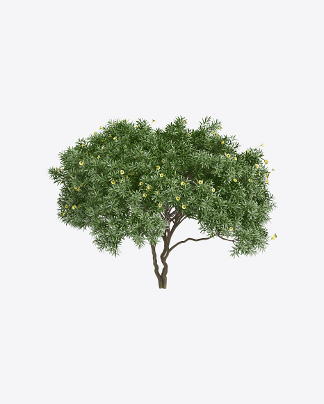 Tevetia Tree