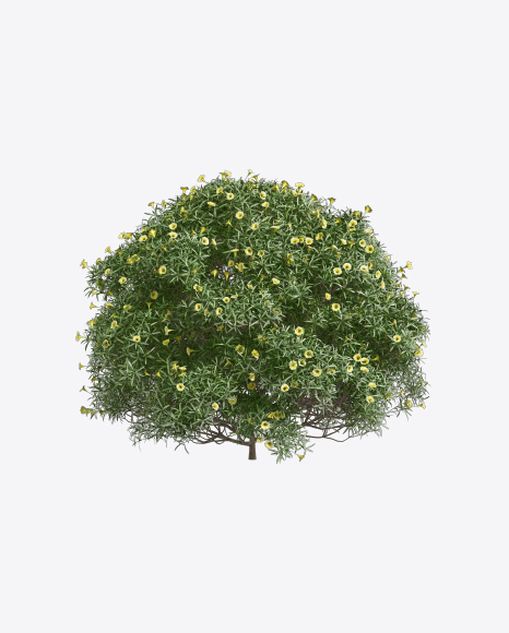 Tevetia Tree