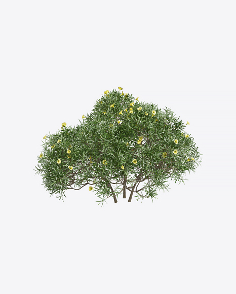 Tevetia Tree