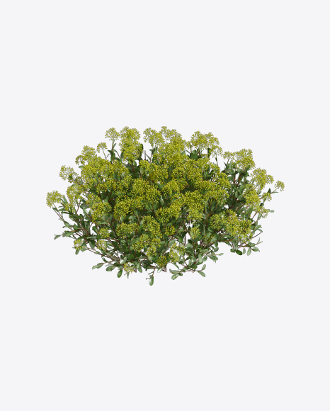Buplerum Plant