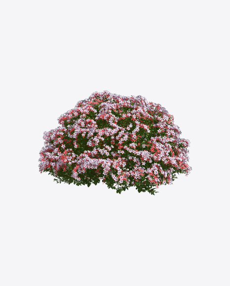 Abelia Shrub
