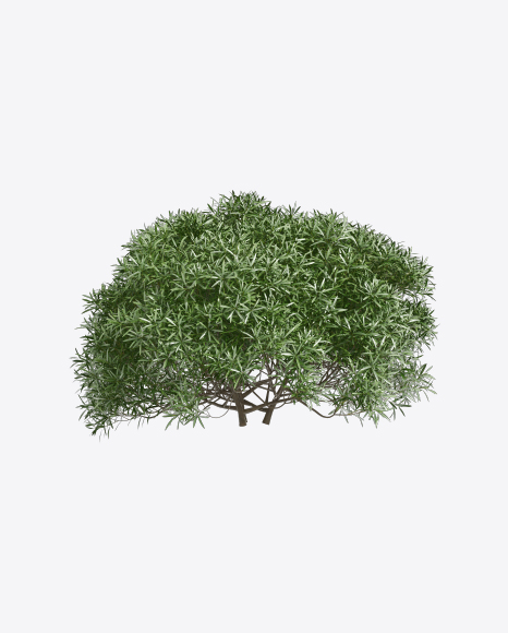 Tevetia Tree