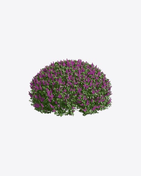Lilac Tree