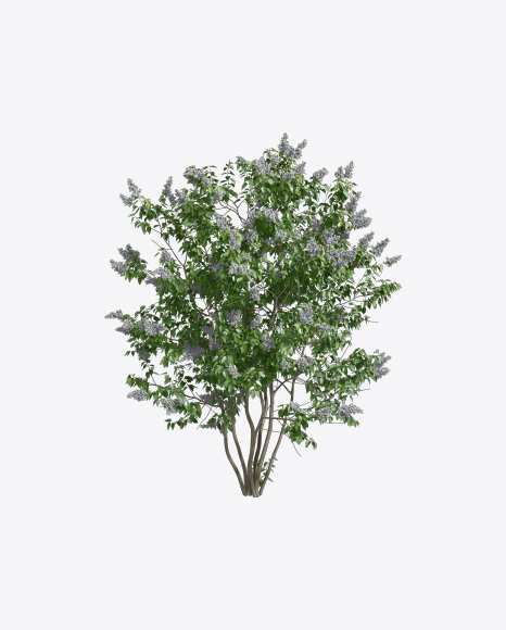 Lilac Tree