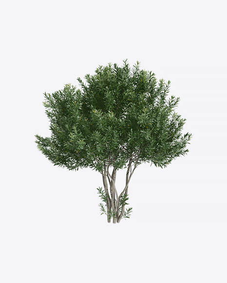 Oleander Shrub