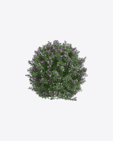 Oleander Shrub