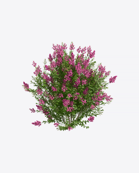 Myrtle Tree