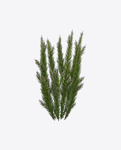 Download Erica Tree Transparent PNG on YELLOW Images