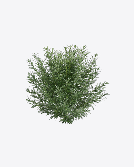Oleander Shrub