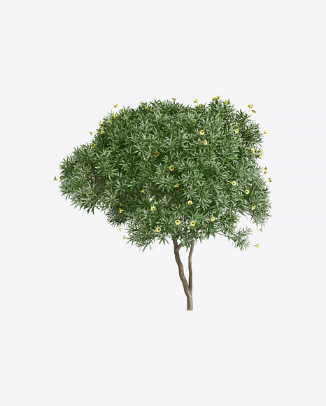 Tevetia Tree