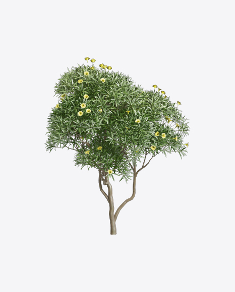 Tevetia Tree