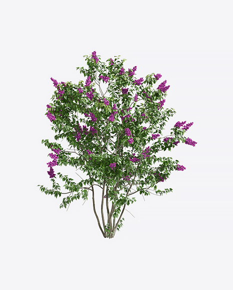 Lilac Tree