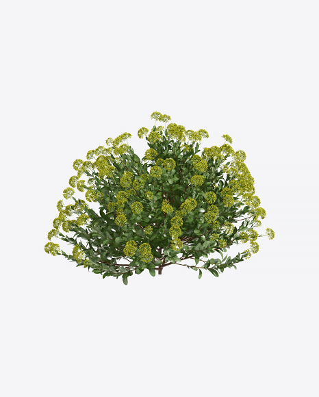 Buplerum Plant