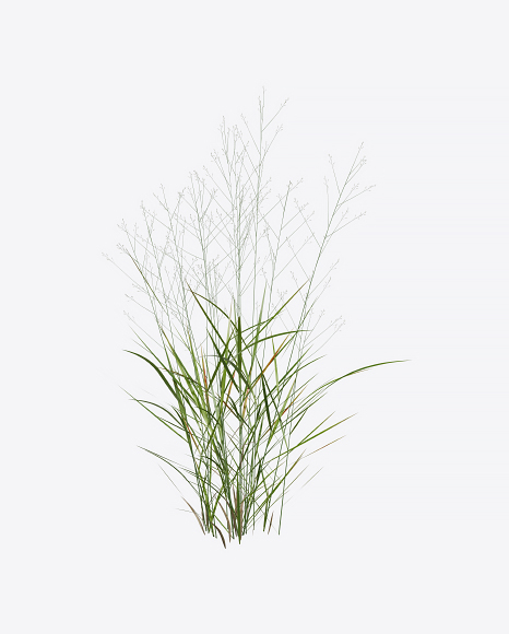 Millet Grass