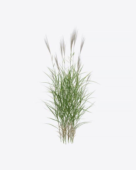 Silvergrass Plant
