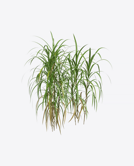 Silvergrass Plant