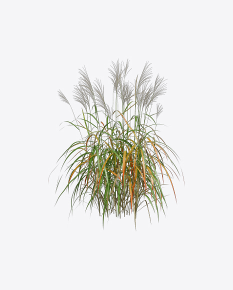 Silvergrass Plant