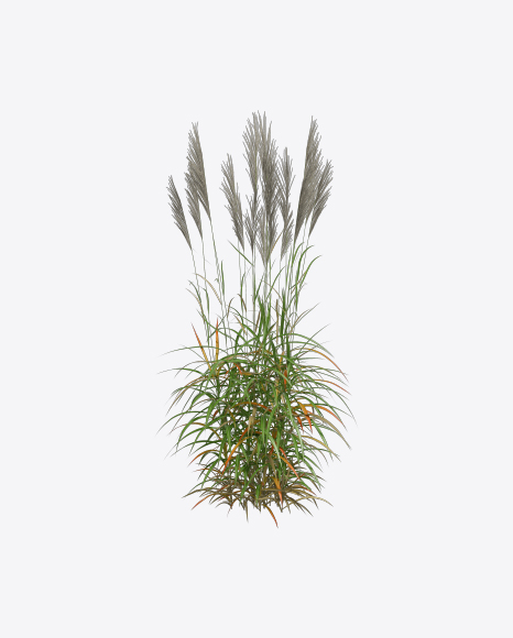 Silvergrass Plant