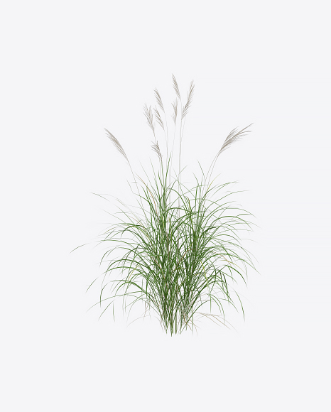 Silvergrass Plant
