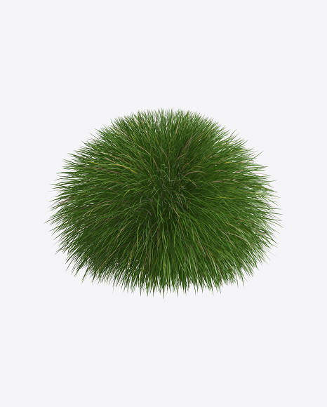 Silvergrass Plant