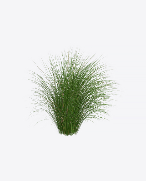 Silvergrass Plant