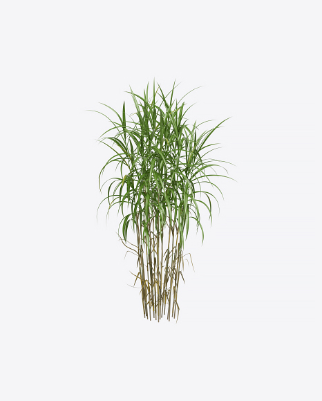 Silvergrass Plant