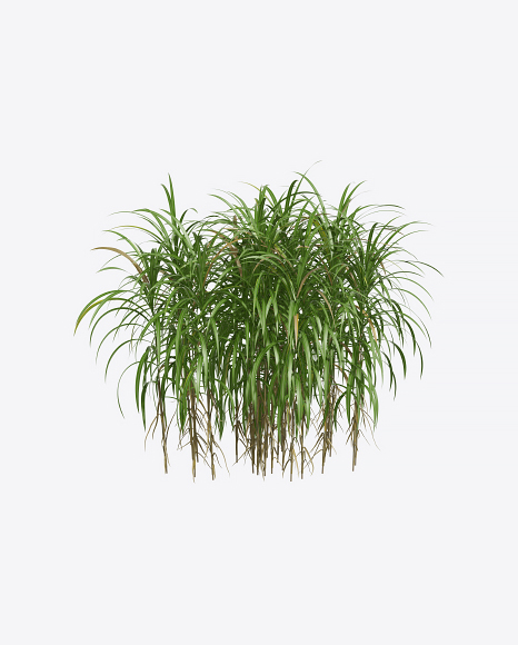 Silvergrass Plant