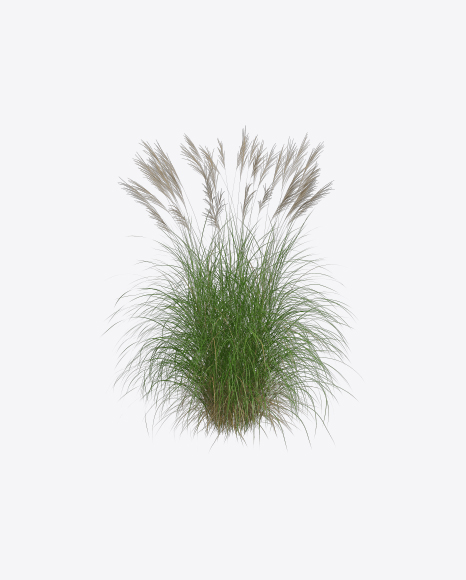 Silvergrass Plant