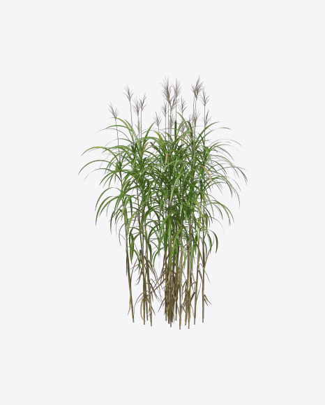 Silvergrass Plant