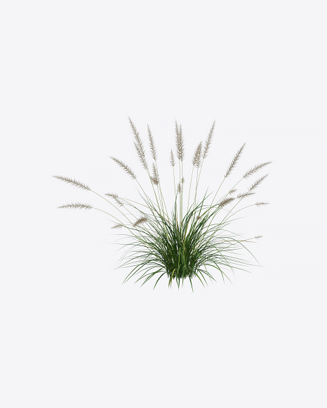 Fountain Grass
