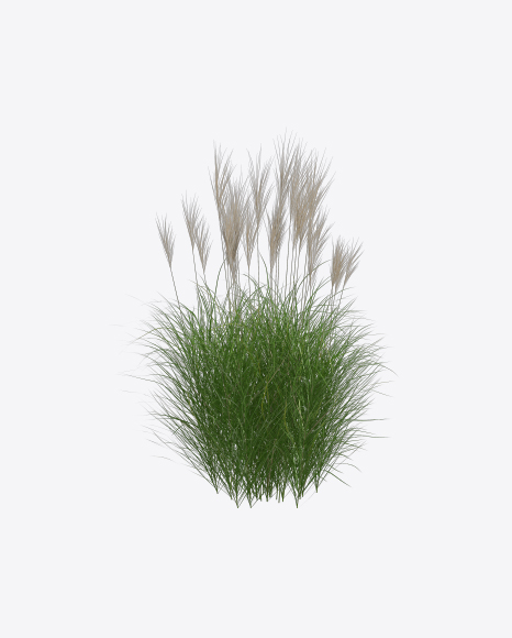 Silvergrass Plant