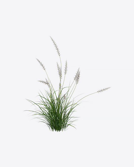 Fountain Grass