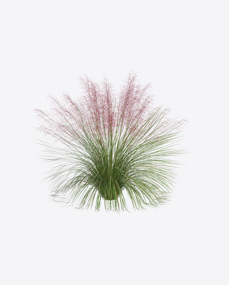 Hairawn Muhly Plant