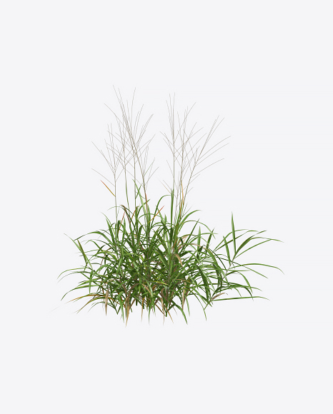 Silvergrass Plant