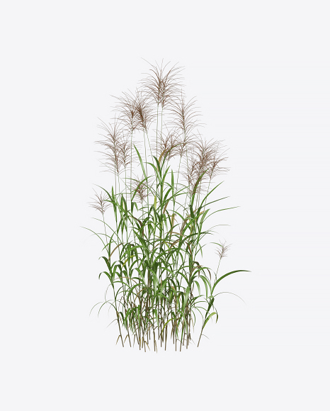 Silvergrass Plant