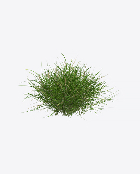 Fescue Plant